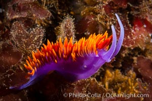 Spanish shawl nudibranch, Flabellina iodinea, Flabellinopsis iodinea, San Diego, California