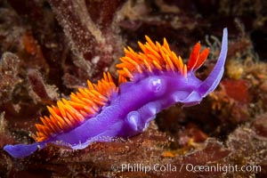 Spanish shawl nudibranch, Flabellina iodinea, Flabellinopsis iodinea, San Diego, California