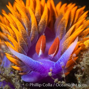 Eye-to-eye with a brilliantly-colored Spanish shawl nudibranch, Flabellinopsis iodinea, San Diego, Flabellinopsis iodinea