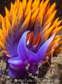 Spanish shawl nudibranch, Flabellinopsis iodinea, San Diego