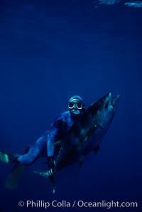 Joe Tobin and speared yellowfin tuna. Guadalupe Island (Isla Guadalupe), Baja California, Mexico, natural history stock photograph, photo id 02111
