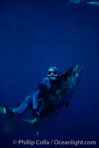 Joe Tobin and speared yellowfin tuna, Guadalupe Island (Isla Guadalupe)