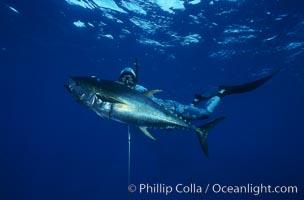 Spearfisherman holding yellowfin tuna, Guadalupe Island (Isla Guadalupe)
