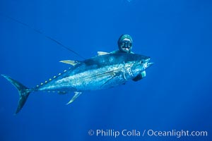 Chris Thompson and yellowfin tuna speared at Guadalupe Island, Guadalupe Island (Isla Guadalupe)