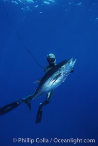 Chris Thompson and yellowfin tuna speared at Guadalupe Island, Guadalupe Island (Isla Guadalupe)