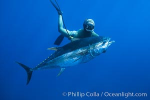 Chris Thompson and yellowfin tuna speared at Guadalupe Island, Guadalupe Island (Isla Guadalupe)