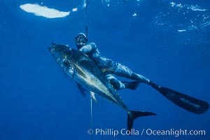 Spearfishing, Guadalupe Island, Mexico, Guadalupe Island (Isla Guadalupe)