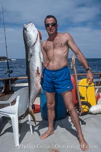 Spearfishing, Guadalupe Island, Mexico, Guadalupe Island (Isla Guadalupe)