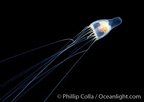 Unidentified species of gelatinous zooplankton, San Diego, California