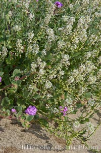 Spectacle pod blooms in spring.  It is a common ephemeral spring wildflower, found in washes of the Colorado Desert.  Anza Borrego Desert State Park, Dithyrea californica, Anza-Borrego Desert State Park, Borrego Springs, California