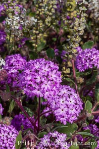 Spectacle pod (white/green) mixes with desert verbena (purple).  Both are common ephemeral spring wildflowers of the Colorado Desert.  Anza Borrego Desert State Park, Abronia villosa, Dithyrea californica, Anza-Borrego Desert State Park, Borrego Springs, California