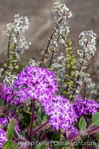 Spectacle pod (white/green) mixes with desert verbena (purple).  Both are common ephemeral spring wildflowers of the Colorado Desert.  Anza Borrego Desert State Park, Abronia villosa, Dithyrea californica, Anza-Borrego Desert State Park, Borrego Springs, California