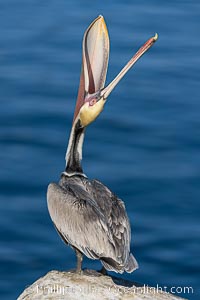 Spectacular Brown Pelican Head Throw Display. This California brown pelican is arching its head and neck way back, opening its mouth in a behavior known as a head throw or bill throw, Pelecanus occidentalis, Pelecanus occidentalis californicus, La Jolla