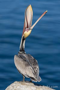 Spectacular Brown Pelican Head Throw Display. This California brown pelican is arching its head and neck way back, opening its mouth in a behavior known as a head throw or bill throw, Pelecanus occidentalis, Pelecanus occidentalis californicus, La Jolla