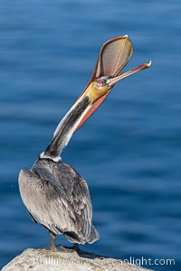 Spectacular Brown Pelican Head Throw Display. This California brown pelican is arching its head and neck way back, opening its mouth in a behavior known as a head throw or bill throw, Pelecanus occidentalis, Pelecanus occidentalis californicus, La Jolla