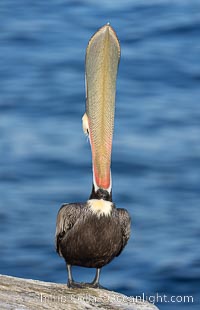 Spectacular Brown Pelican Head Throw Display. This California brown pelican extends its head and bill up and back, stretching its neck and pouch in a behavior known as a head throw or bill throw. Adult winter breeding plumage.  Pelican yoga, High Mountain pose, Tadasan, Pelecanus occidentalis, Pelecanus occidentalis californicus, La Jolla