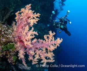 Photographer captures a spectacular display of Dendronephthya Soft Coral on the wall of the deepwater pinnacle Mount Mutiny in the Bligh Waters of Fiji, Dendronephthya
