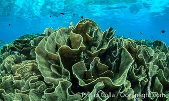 Spectacular display of pristine cabbage coral, Turbinaria reniformis, in Nigali Pass on Gao Island, Fiji