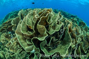 Spectacular display of pristine cabbage coral, Turbinaria reniformis, in Nigali Pass on Gao Island, Fiji, Turbinaria reniformis, Nigali Passage, Gau Island, Lomaiviti Archipelago
