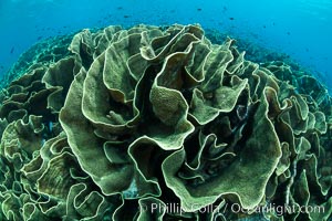 Spectacular display of pristine cabbage coral, Turbinaria reniformis, in Nigali Pass on Gao Island, Fiji, Turbinaria reniformis, Nigali Passage, Gau Island, Lomaiviti Archipelago