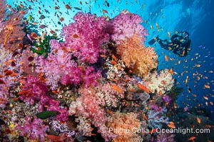 Tracy admires a colorful cluster of Dendronephthya soft coral surrounded by schooling anthias on a spectacular coral reef in Fiji, Dendronephthya, Pseudanthias, Vatu I Ra Passage, Bligh Waters, Viti Levu Island