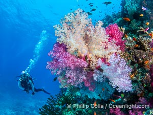 Tracy admires a colorful cluster of Dendronephthya soft coral on a spectacular coral reef in Fiji, Dendronephthya, Namena Marine Reserve