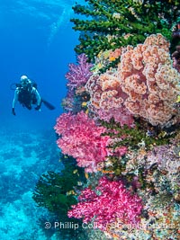 Tracy alongside a spectacularly colorful coral reef in the Bligh Waters of Fiji, Dendronephthya, Namena Marine Reserve