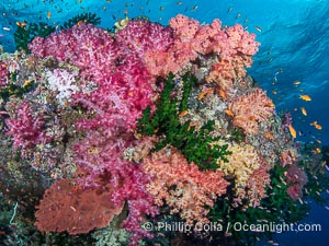 Spectacularly colorful coral reef, with swarms of anthias fishes and soft corals, Fiji, Dendronephthya, Tubastrea micrantha, Namena Marine Reserve