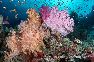 Spectacularly colorful coral reef, with swarms of anthias fishes and soft corals, Fiji, Dendronephthya, Vatu I Ra Passage, Bligh Waters, Viti Levu Island