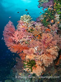 Spectacularly colorful coral reef, with swarms of anthias fishes and soft corals, Fiji, Dendronephthya, Vatu I Ra Passage, Bligh Waters, Viti Levu Island