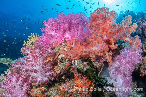 Spectacularly colorful coral reef, with swarms of anthias fishes and soft corals, Fiji, Dendronephthya, Namena Marine Reserve