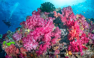 Spectacularly colorful coral reef, with swarms of anthias fishes and soft corals, Fiji, Dendronephthya, Namena Marine Reserve