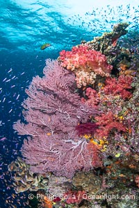 Spectacularly colorful coral reef, with swarms of anthias fishes and soft corals, Fiji, Dendronephthya, Namena Marine Reserve