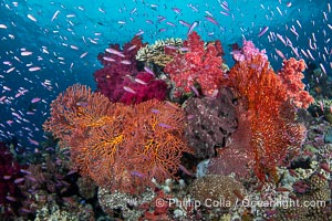Spectacularly colorful coral reef, with swarms of anthias fishes and soft corals, Fiji, Dendronephthya, Pseudanthias, Gao Island, Lomaiviti Archipelago