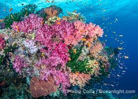 Spectacularly colorful coral reef, with swarms of anthias fishes and soft corals, Fiji, Dendronephthya, Namena Marine Reserve