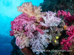 Spectacularly colorful coral reef, with swarms of anthias fishes and soft corals, Fiji, Dendronephthya, Namena Marine Reserve