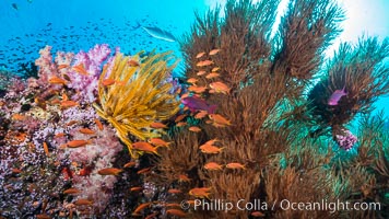 Pristine tropical reef with black coral, schooling anthias fishes and colorful dendronephthya soft corals, pulsing with life in a strong current over a pristine coral reef. Fiji is known as the soft coral capitlal of the world, Crinoidea, Dendronephthya, Pseudanthias, Vatu I Ra Passage, Bligh Waters, Viti Levu  Island