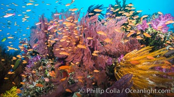 Spectacular pristine tropical reef with vibrant colorful soft corals. Dendronephthya soft corals, crinoids, sea fan gorgonians and schooling Anthias fishes, pulsing with life in a strong current over a pristine coral reef. Fiji is known as the soft coral capitlal of the world, Crinoidea, Dendronephthya, Gorgonacea, Pseudanthias