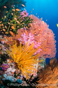 Spectacular pristine tropical reef with vibrant colorful soft corals. Dendronephthya soft corals, crinoids, sea fan gorgonians and schooling Anthias fishes, pulsing with life in a strong current over a pristine coral reef. Fiji is known as the soft coral capitlal of the world.