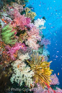 Spectacular pristine tropical reef with vibrant colorful soft corals. Dendronephthya soft corals, crinoids, sea fan gorgonians and schooling Anthias fishes, pulsing with life in a strong current over a pristine coral reef. Fiji is known as the soft coral capitlal of the world, Crinoidea, Dendronephthya, Gorgonacea, Pseudanthias, Namena Marine Reserve, Namena Island