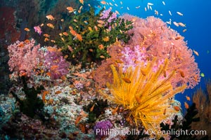 Spectacular pristine tropical reef with vibrant colorful soft corals. Dendronephthya soft corals, crinoids, sea fan gorgonians and schooling Anthias fishes, pulsing with life in a strong current over a pristine coral reef. Fiji is known as the soft coral capitlal of the world, Crinoidea, Dendronephthya, Gorgonacea, Pseudanthias, Tubastrea micrantha, Vatu I Ra Passage, Bligh Waters, Viti Levu  Island