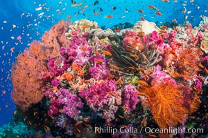 Spectacular pristine tropical reef with vibrant colorful soft corals. Dendronephthya soft corals, crinoids, sea fan gorgonians and schooling Anthias fishes, pulsing with life in a strong current over a pristine coral reef. Fiji is known as the soft coral capitlal of the world, Crinoidea, Dendronephthya, Gorgonacea, Pseudanthias, Vatu I Ra Passage, Bligh Waters, Viti Levu  Island