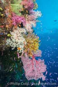 Spectacular pristine tropical reef with vibrant colorful soft corals. Dendronephthya soft corals, crinoids, sea fan gorgonians and schooling Anthias fishes, pulsing with life in a strong current over a pristine coral reef. Fiji is known as the soft coral capitlal of the world, Crinoidea, Dendronephthya, Gorgonacea, Pseudanthias, Namena Marine Reserve, Namena Island