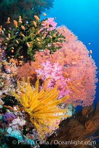 Spectacular pristine tropical reef with vibrant colorful soft corals. Dendronephthya soft corals, crinoids, sea fan gorgonians and schooling Anthias fishes, pulsing with life in a strong current over a pristine coral reef. Fiji is known as the soft coral capitlal of the world, Crinoidea, Dendronephthya, Gorgonacea, Pseudanthias, Tubastrea micrantha, Vatu I Ra Passage, Bligh Waters, Viti Levu  Island