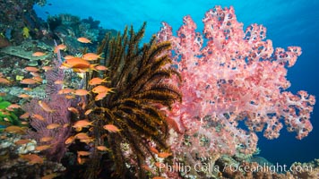 Spectacular pristine tropical reef with vibrant colorful soft corals. Dendronephthya soft corals, crinoids, sea fan gorgonians and schooling Anthias fishes, pulsing with life in a strong current over a pristine coral reef. Fiji is known as the soft coral capitlal of the world, Crinoidea, Dendronephthya, Gorgonacea, Pseudanthias, Vatu I Ra Passage, Bligh Waters, Viti Levu  Island