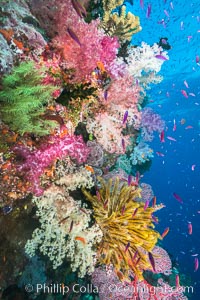 Spectacular pristine tropical reef with vibrant colorful soft corals. Dendronephthya soft corals, crinoids, sea fan gorgonians and schooling Anthias fishes, pulsing with life in a strong current over a pristine coral reef. Fiji is known as the soft coral capitlal of the world, Crinoidea, Dendronephthya, Gorgonacea, Pseudanthias, Namena Marine Reserve, Namena Island