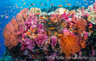 Spectacular pristine tropical reef with vibrant colorful soft corals. Dendronephthya soft corals, crinoids, sea fan gorgonians and schooling Anthias fishes, pulsing with life in a strong current over a pristine coral reef. Fiji is known as the soft coral capitlal of the world, Crinoidea, Dendronephthya, Gorgonacea, Pseudanthias, Vatu I Ra Passage, Bligh Waters, Viti Levu  Island