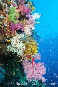 Spectacular pristine tropical reef with vibrant colorful soft corals. Dendronephthya soft corals, crinoids, sea fan gorgonians and schooling Anthias fishes, pulsing with life in a strong current over a pristine coral reef. Fiji is known as the soft coral capitlal of the world, Crinoidea, Dendronephthya, Gorgonacea, Pseudanthias, Namena Marine Reserve, Namena Island