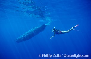 Sperm whale and Olympic swimmer Mikako Kotani. Sao Miguel Island, Azores, Portugal, Physeter macrocephalus, natural history stock photograph, photo id 02063