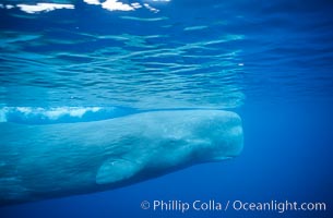 Sperm whale, Physeter macrocephalus, Sao Miguel Island